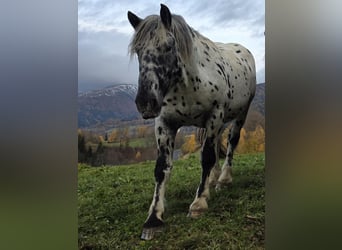 Noriker, Hengst, 3 Jaar, 163 cm, Appaloosa