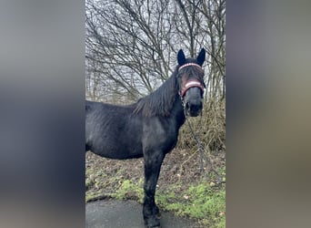 Noriker, Hengst, 3 Jaar, 164 cm, Zwart