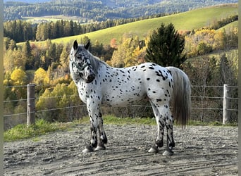Noriker, Hengst, 3 Jahre, 162 cm, Tigerschecke