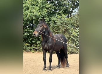 Noriker, Hengst, 3 Jahre, 165 cm, Schwarzbrauner