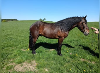 Noriker, Hengst, 3 Jahre, 168 cm