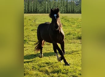 Noriker, Hengst, 3 Jahre, 170 cm, Schwarzbrauner