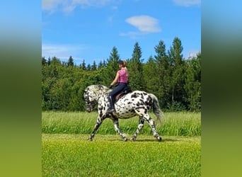 Noriker, Hengst, 4 Jaar, 162 cm, Appaloosa