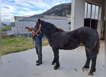 Noriker, Hengst, 4 Jaar