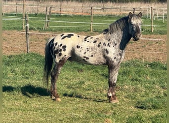 Noriker Mix, Hengst, 4 Jahre, 146 cm, Tigerschecke