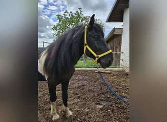 Noriker, Hengst, 4 Jahre, 150 cm, Schecke