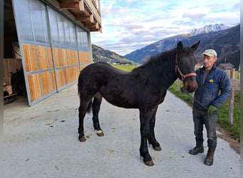 Noriker, Hengst, 4 Jahre