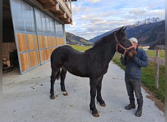 Noriker, Hengst, 4 Jahre