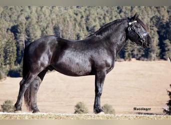 Noriker, Hengst, 5 Jahre, 164 cm, Rappe