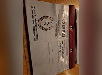 Noriker, Hengst, 9 Jaar, 160 cm