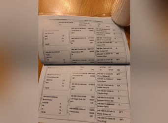 Noriker, Hengst, 9 Jaar, 160 cm