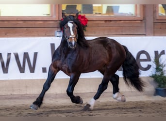 Noriker, Hengst, 9 Jahre, 165 cm, Dunkelbrauner
