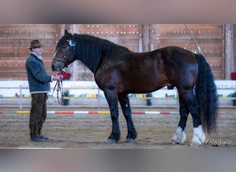 Noriker, Hengst, 9 Jahre, 165 cm, Dunkelbrauner