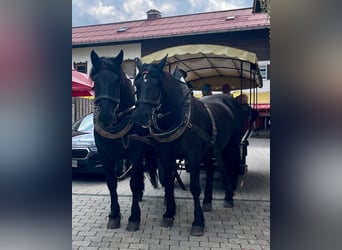 Noriker, Hengst, 9 Jahre, 165 cm, Rappe