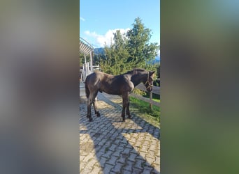 Noriker, Hengst, Fohlen (05/2025), 133 cm, Blauschimmel