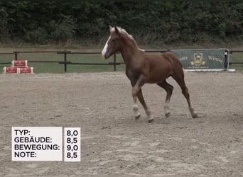 Noriker, Hengst, Fohlen (03/2025), 165 cm, Dunkelfuchs