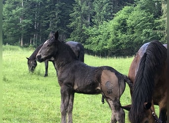 Noriker, Hengst, Fohlen (05/2025), 165 cm, Rappe