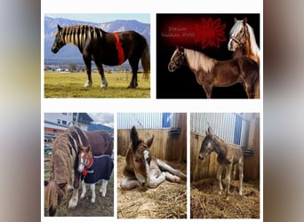 Noriker, Hengst, , Dunkelfuchs
