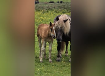 Noriker, Hengst, , Dunkelfuchs