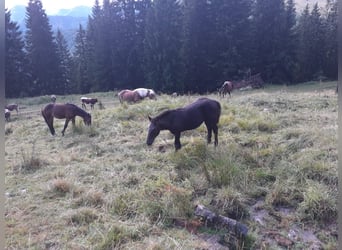 Noriker, Hengst, Fohlen (01/2026)
