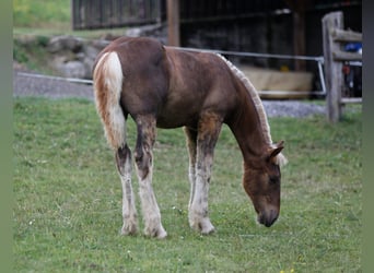 Noriker, Hengst, Fohlen (01/2026), Fuchs