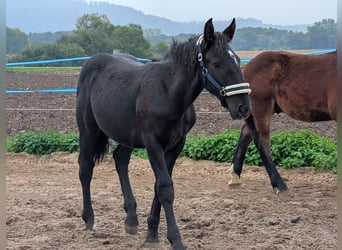 Noriker, Hengst, Fohlen (04/2025), Rappe