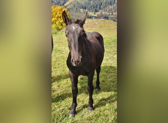 Noriker, Hengst, Fohlen (03/2026), Rappe