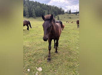 Noriker, Hengst, Fohlen (02/2026), Rappe