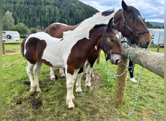 Noriker, Hengst, Fohlen (04/2026), Schecke