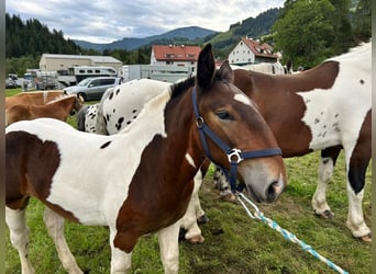 Noriker, Hengst, Fohlen (04/2026), Schecke