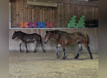 Noriker, Hengst, Fohlen (01/2026)