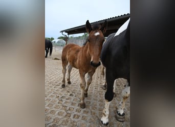 Noriker, Hengst, Fohlen (01/2026)