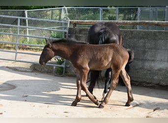 Noriker, Hengst, Fohlen (04/2026)