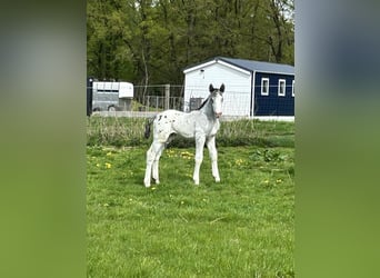 Noriker, Hengst, , 105 cm, Appaloosa