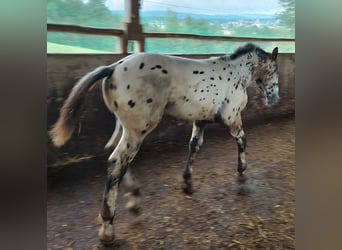 Noriker, Hengst, Veulen (03/2025), 120 cm, Appaloosa