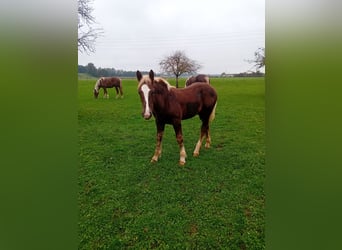 Noriker, Hengst, veulen (06/2024), 145 cm, Donkere-vos