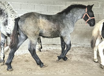 Noriker, Hengst, veulen (03/2023)
