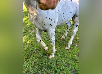 Noriker, Hengst, Veulen (04/2025), Appaloosa