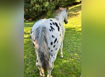 Noriker, Hengst, Veulen (04/2025), Appaloosa