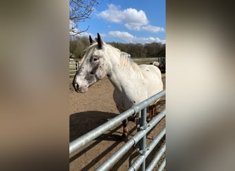Noriker, Hengst, Veulen (04/2025), Appaloosa