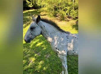 Noriker, Hengst, Veulen (04/2025), Appaloosa