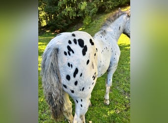 Noriker, Hengst, Veulen (04/2025), Appaloosa