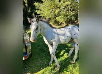Noriker, Hengst, Veulen (04/2025), Appaloosa