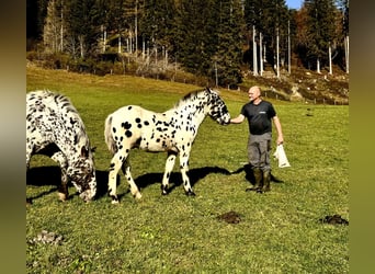 Noriker, Hengst, veulen (04/2024), Appaloosa