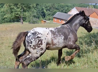Noriker, Hengst, Veulen (02/2026), Appaloosa