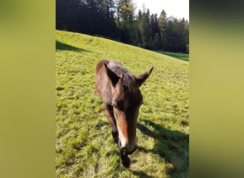 Noriker, Hengst, Fohlen (03/2024), Brauner