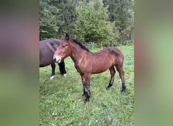 Noriker, Hengst, Veulen (05/2025), Donkerbruin