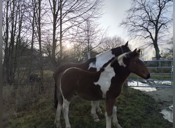 Noriker Mix, Hengst, Veulen (06/2025), Gevlekt-paard