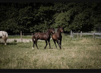 Noriker, Hengst, Veulen (03/2026), Zwart