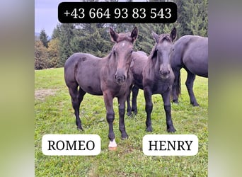 Noriker, Hengst, Veulen (04/2025), Zwart